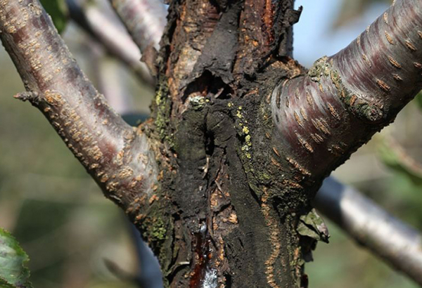 Болезни, которые могут погубить сад: 5 самых распространённых заболеваний плодовых деревьев